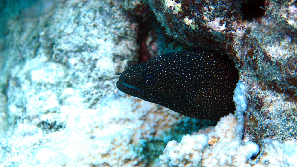 Whitemouth Moray at Mataora Wreck diving Rarotonga in the Cook Islands by Diveplanit