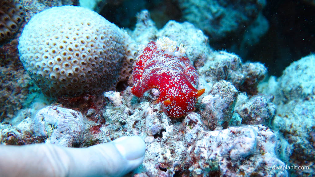 Spanish Dancer with finger for scale at Mataora Wreck diving Rarotonga in the Cook Islands by Diveplanit