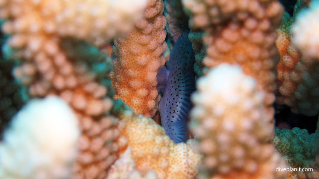 Spotted Croucher in pocillopora at Mataora Wreck diving Rarotonga in the Cook Islands by Diveplanit