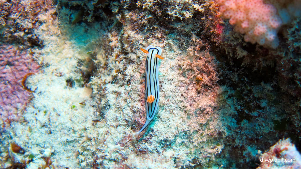 Hypselodoris with racing stripes at Mataora Wreck diving Rarotonga in the Cook Islands by Diveplanit