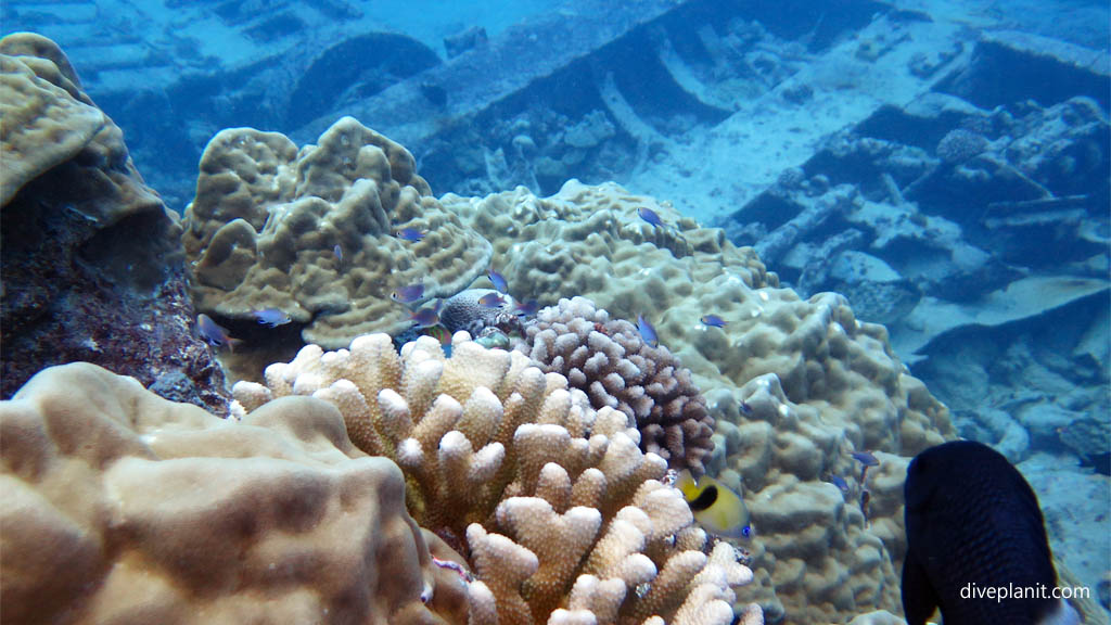 Damsels above the corals above the wreckage at Mataora Wreck diving Rarotonga in the Cook Islands by Diveplanit