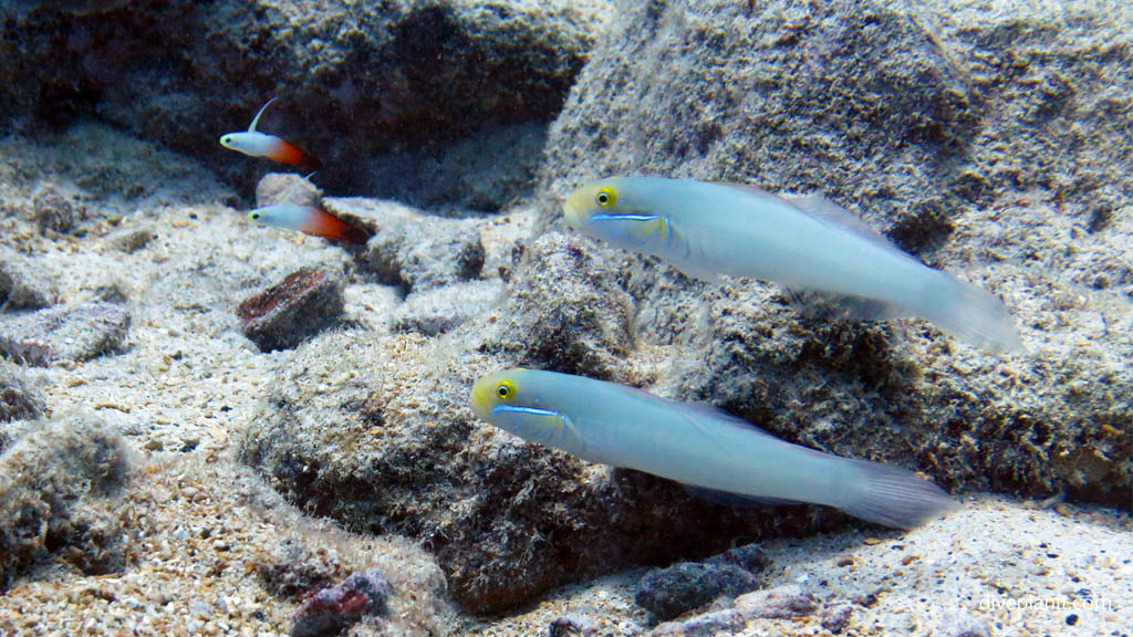 Blue Streak gobies and Fire Dartfish at Mataora Wreck diving Rarotonga in the Cook Islands by Diveplanit