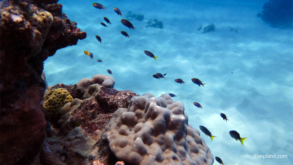 Anthias hover on the coral at Sand River diving Rarotonga in the Cook Islands by Diveplanit