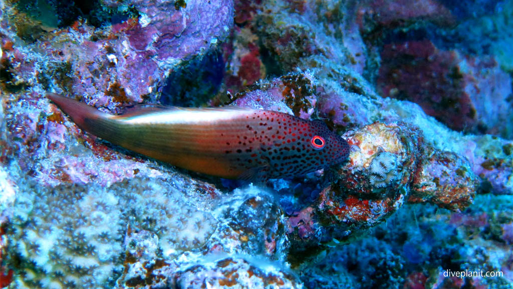 Freckled Hawkfish at Sand River diving Rarotonga in the Cook Islands by Diveplanit