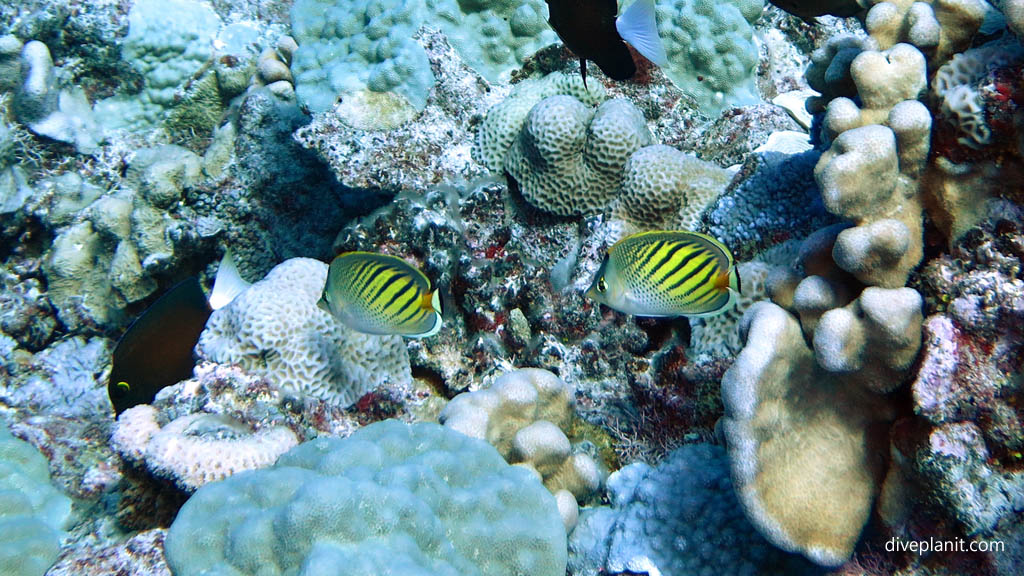 Dot and Dash butterflyfish pair at Sand River diving Rarotonga in the Cook Islands by Diveplanit