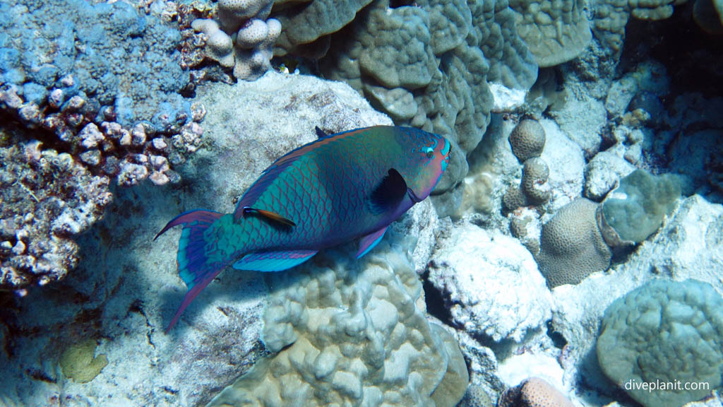 Blue lipped parrotfish at Sand River diving Rarotonga in the Cook Islands by Diveplanit