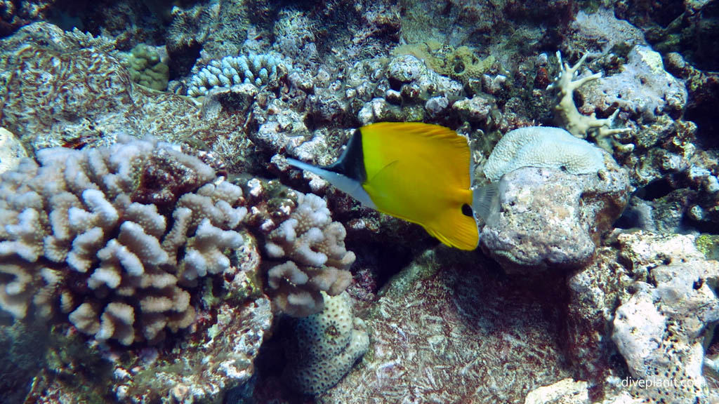 Long nosed butterflyfish at Sand River diving Rarotonga in the Cook Islands by Diveplanit