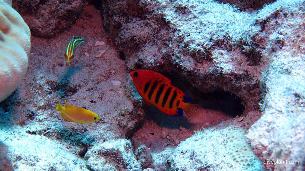 Flame angelfish at Sand River diving Rarotonga in the Cook Islands by Diveplanit