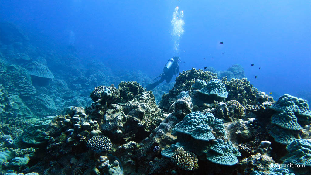 Diver over the coral diving Rarotonga with The Big Fish Dive Centre in the Cook Islands by Diveplanit