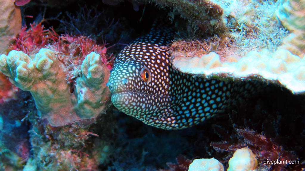 Coral Garden presents a hard coral lunar landscape actually home to lots of marine life like the whitemouth moray, pyramid butterflies and freckled hawkfish