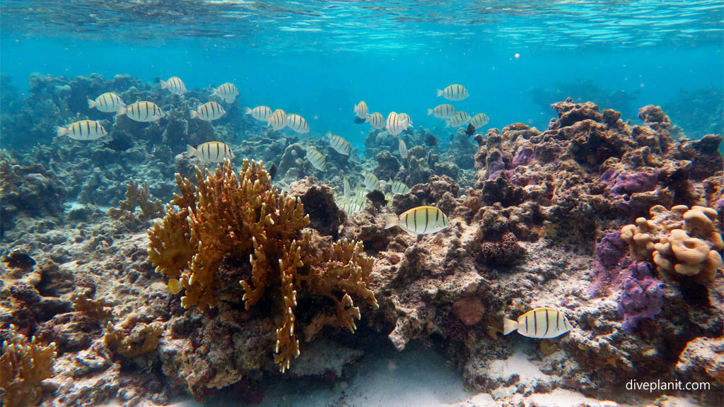 Snorkel scene with convict surgeons diving Rarotonga at Muri Lagoon in the Cook Islands by Diveplanit