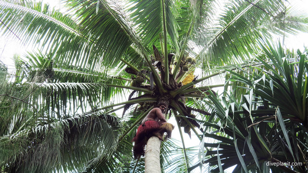 Coconut climbing display diving Rarotonga at Muri Lagoon in the Cook Islands by Diveplanit