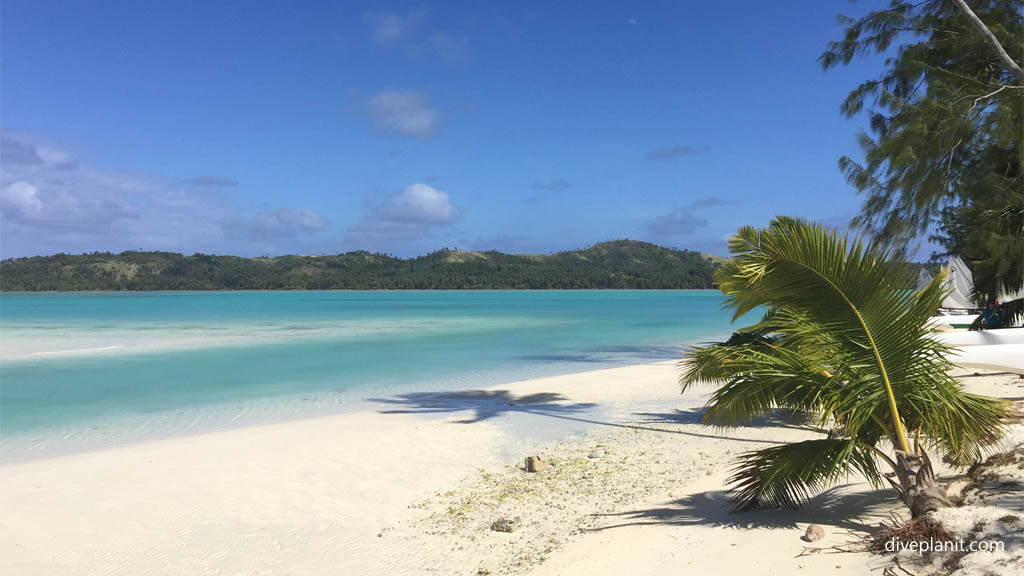 Aitutaki has both fringing hard coral reef and shallow sandy lagoon, so has great scenic reef diving and snorkelling all within a short boat ride