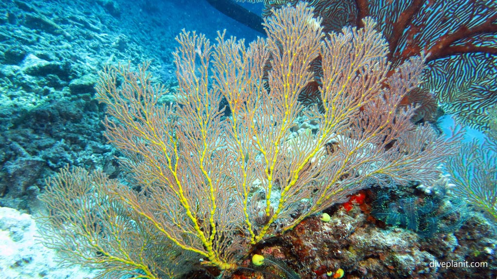 Yellow seafan at Three Sisters diving Vomo at Three Sisters in the Fiji Islands by Diveplanit