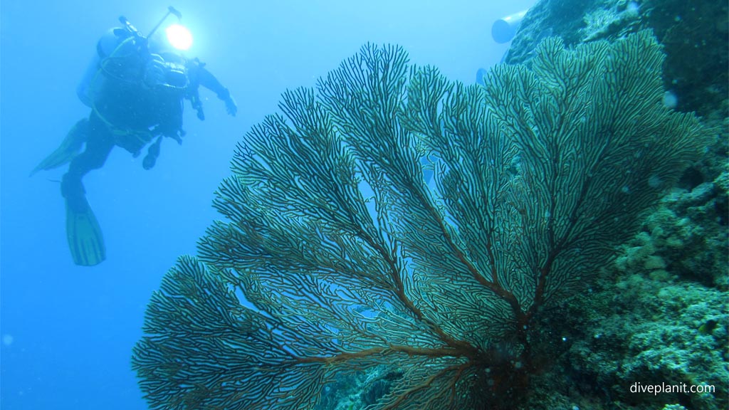 Seafan and diver silhouetted at Three Sisters diving Vomo at Three Sisters in the Fiji Islands by Diveplanit