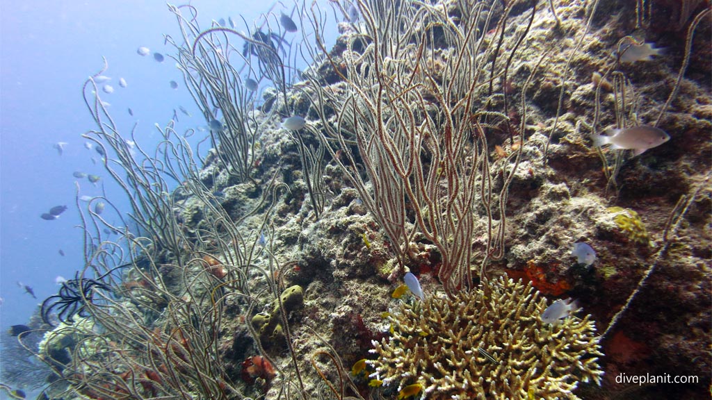 Sea whip landscape at Three Sisters diving Vomo at Three Sisters in the Fiji Islands by Diveplanit