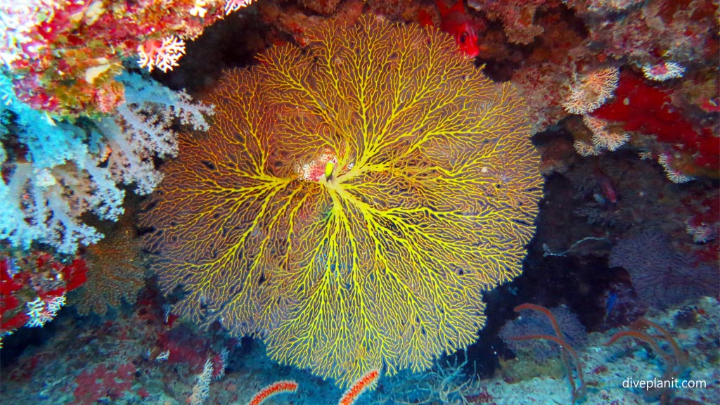 Almost spherical fan with damsel at Three Sisters diving Vomo at Three Sisters in the Fiji Islands by Diveplanit