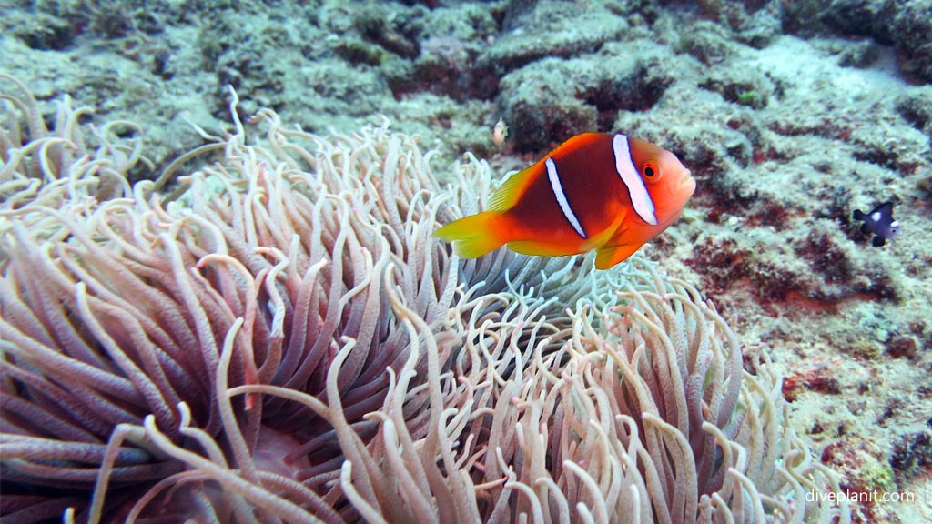 Worried looking clownfish at Subway diving Vomo at Subway in the Fiji Islands by Diveplanit