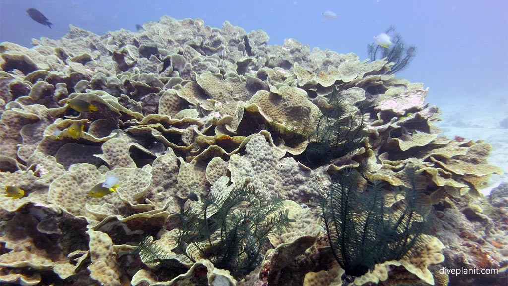 Lettuce coral scene at Coral Gardens diving Vomo at Coral Gardens in the Fiji Islands by Diveplanit