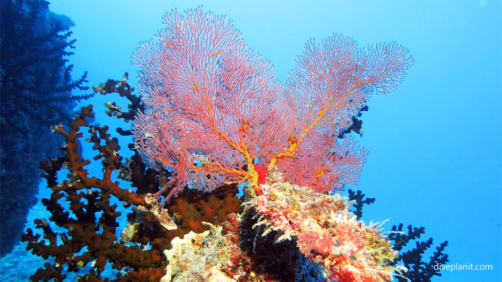 Soft and hard coral and seafan arrangement at Two Bommies diving Vomo at Two Bommies in the Fiji Islands by Diveplanit