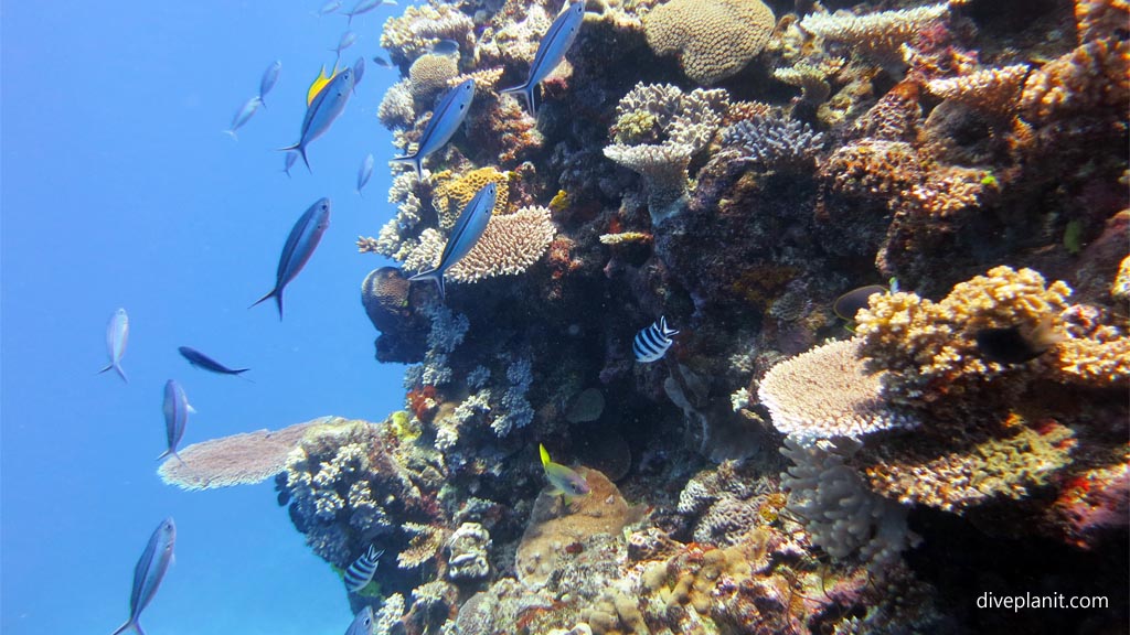 Lunar fusiliers ply up and down the reef at Shark Alley diving Vomo at Shark Alley in the Fiji Islands by Diveplanit