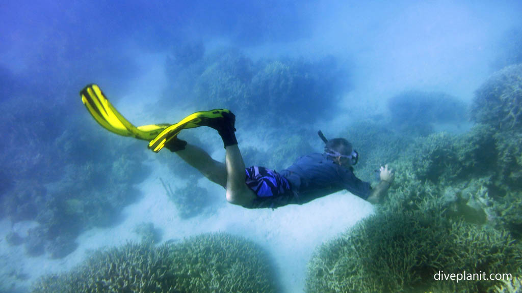 Simon dives down note where the fins are at Tivua Island diving Tivua in the Fiji Islands by Diveplanit