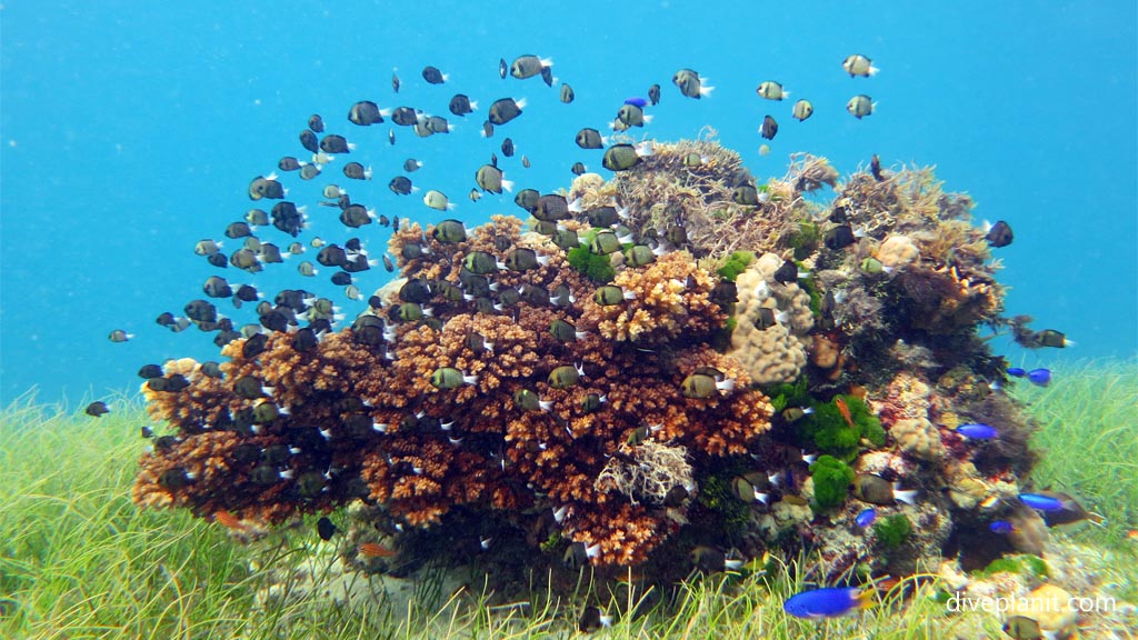 Coral head in the seagrass tight formation at Levuka Bay diving Levuka in the Fiji Islands by Diveplanit