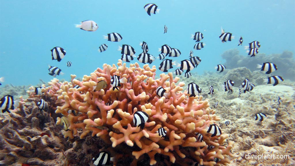 Humbugs at Levuka Bay diving Levuka in the Fiji Islands by Diveplanit