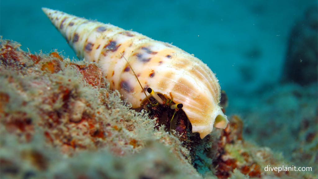 Hermit crab in long spiral shell close up at Levuka Passage diving Levuka in the Fiji Islands by Diveplanit