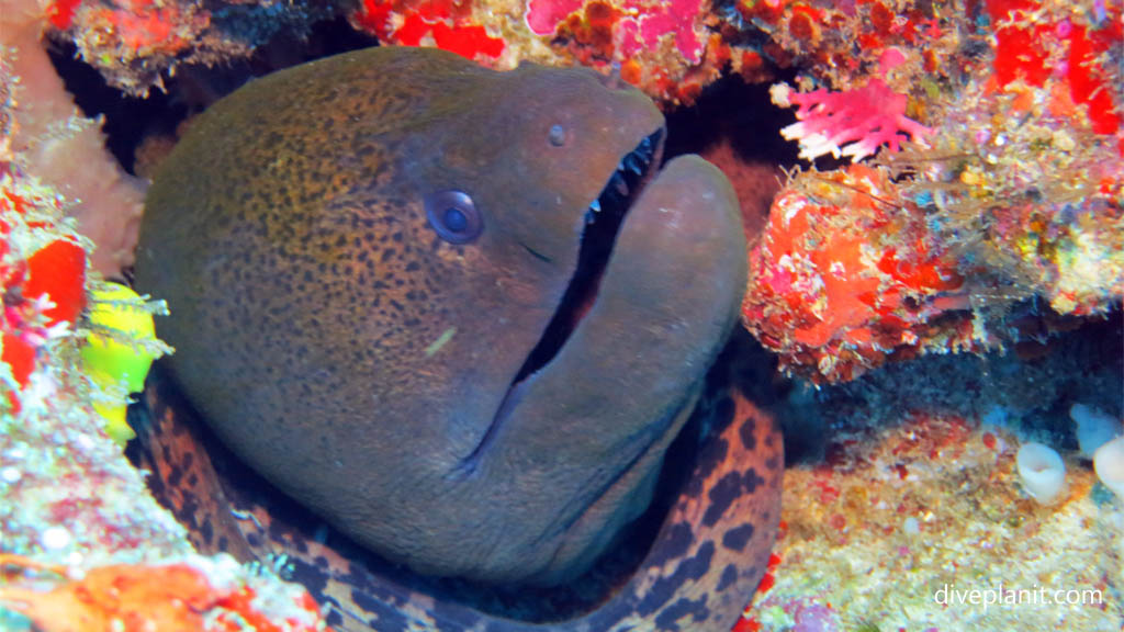 Moray very close at Makogai Break or Passage diving Makogai in the Fiji Islands by Diveplanit