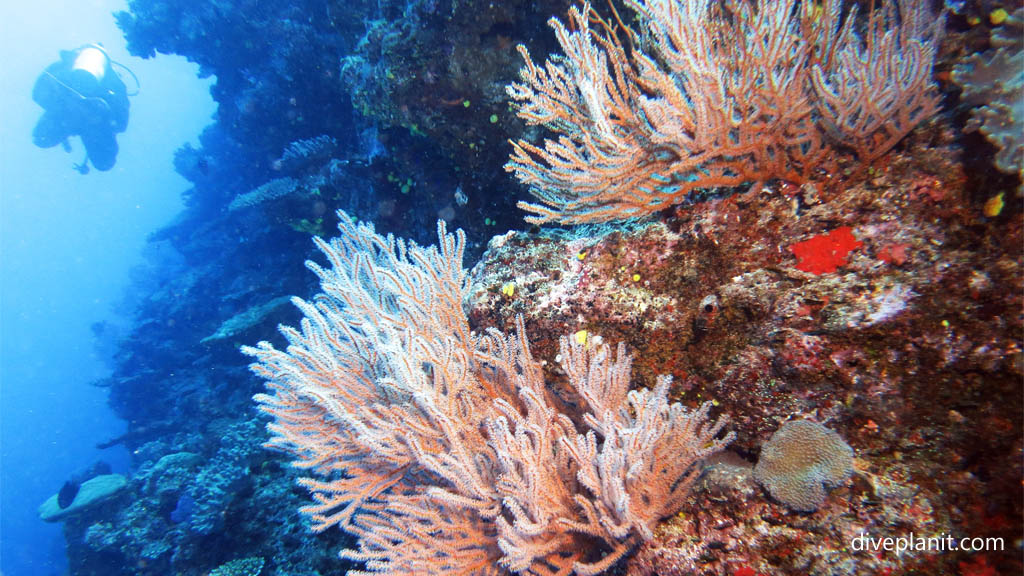 Bushy coral with diver at Makogai Break or Passage diving Makogai in the Fiji Islands by Diveplanit