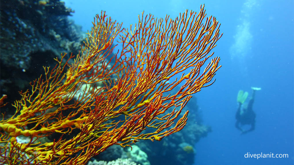 Yellow sea fan and yellow fins at Makogai Bay diving Makogai in the Fiji Islands by Diveplanit