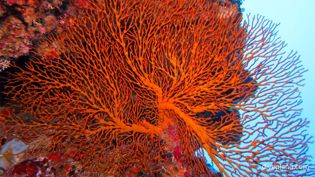 Bright orange seafan at Makogai Bay diving Makogai in the Fiji Islands by Diveplanit