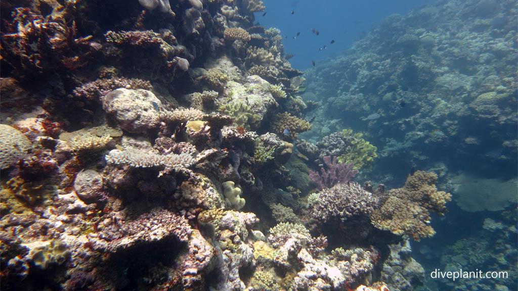 Coral covered bommies at Makogai Bay diving Makogai in the Fiji Islands by Diveplanit