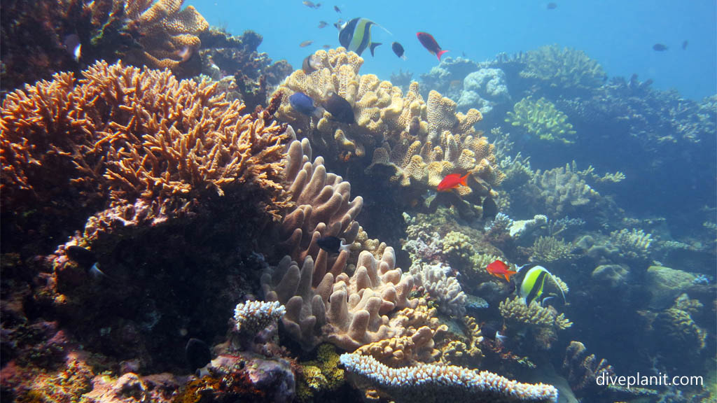 Coral scene with orange anthias at Makogai Bay diving Makogai in the Fiji Islands by Diveplanit