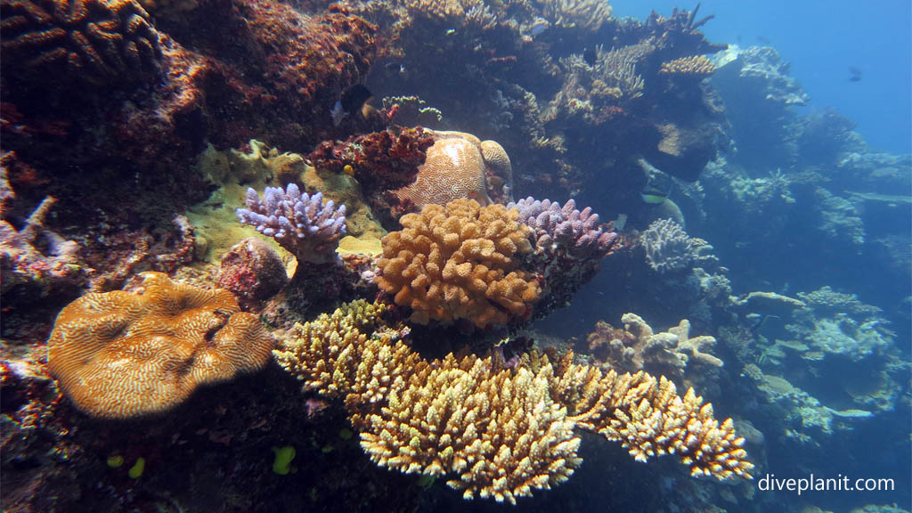 Variety of corals at Makogai Bay diving Makogai in the Fiji Islands by Diveplanit