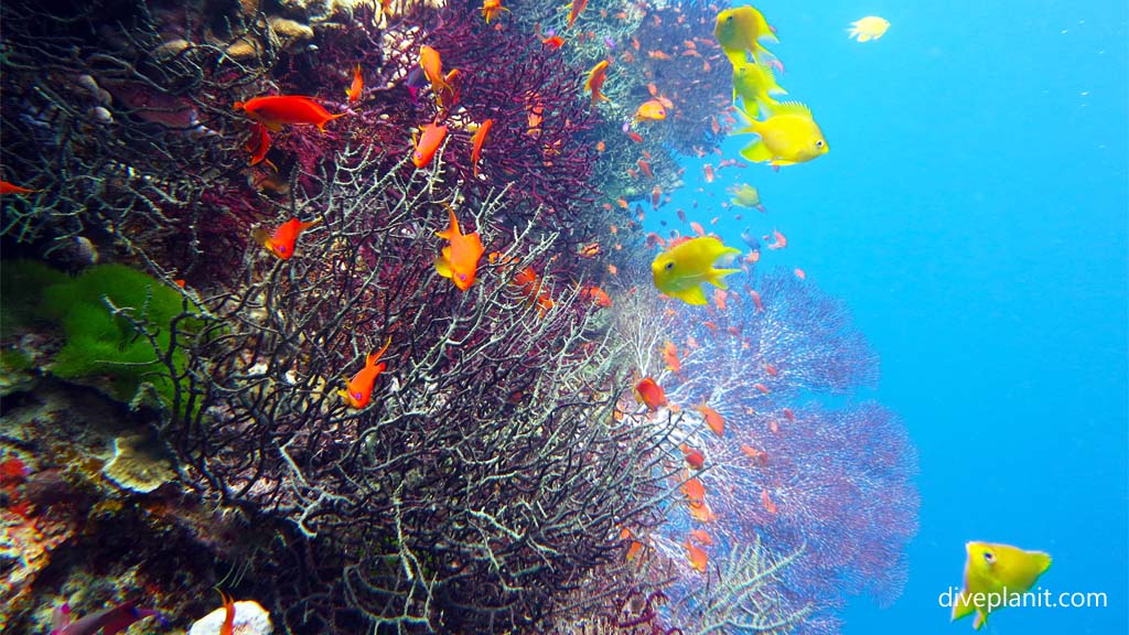 Captain Cook Cruises offers diving aboard their Fiji Cruise Line ships with gear, boats and instructors. They also offer training & over a dozen dive sites