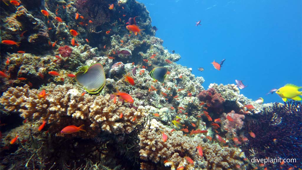 The Savusavu dive site is characterised by one main bommie topped with hard corals and covered in gorgonian sea fans, anemones and bright orange anthias.