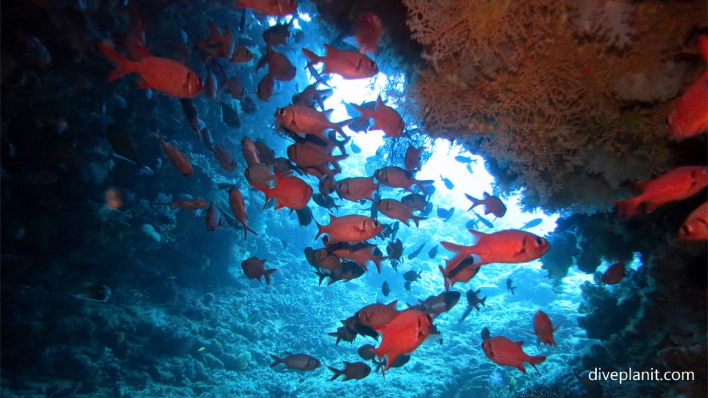 Night fish hiding in the swim through at Great White Wall diving Taveuni in the Fiji Islands by Diveplanit