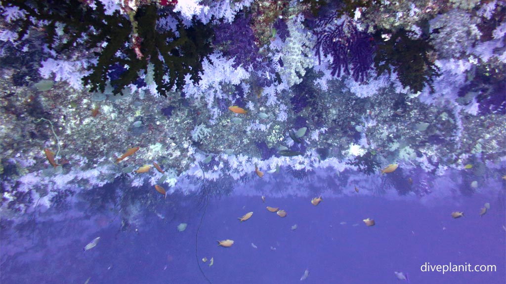 Looking down the white wall at Great White Wall diving Taveuni in the Fiji Islands by Diveplanit