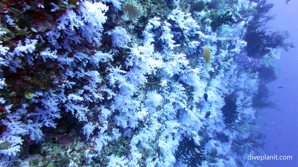 Great Dive Sites The White Wall of soft coral at Great White Wall diving Taveuni in the Fiji Islands by Diveplanit