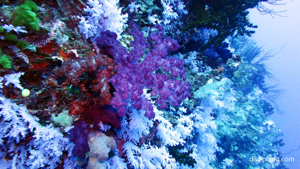 Blue soft coral on a white background at Great White Wall diving Taveuni in the Fiji Islands by Diveplanit