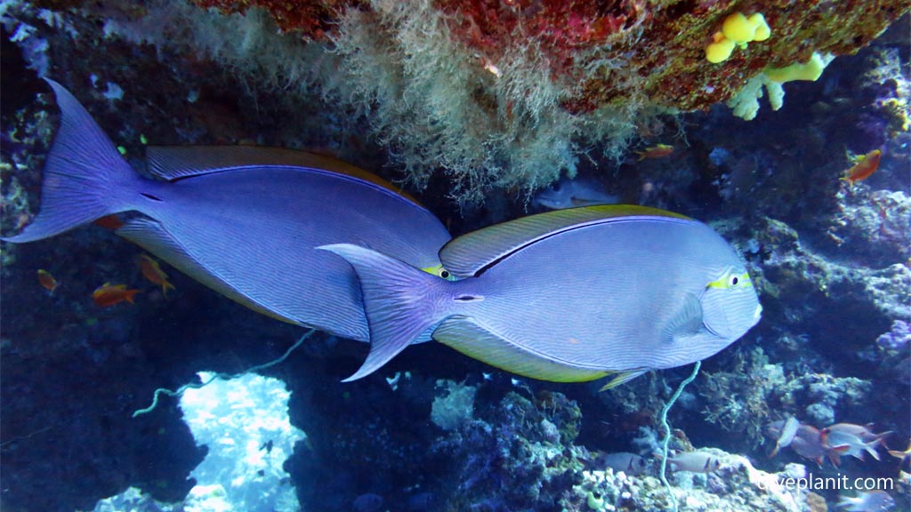 Eye bar surgeons with second eye showing at Great White Wall diving Taveuni in the Fiji Islands by Diveplanit