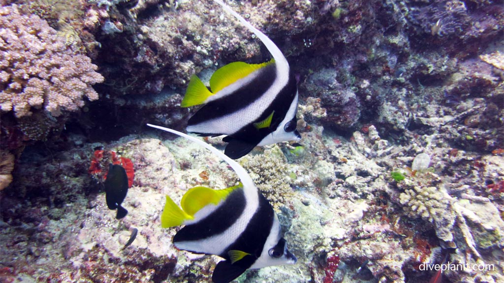 Bannerfish pair apart at Great White Wall diving Taveuni in the Fiji Islands by Diveplanit
