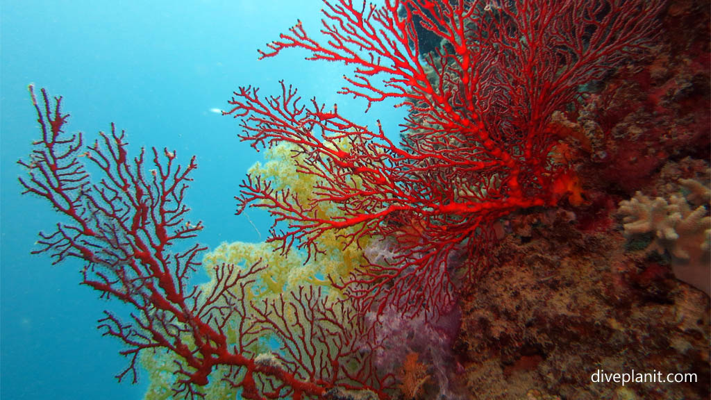 Red sea fan with yellow soft coral at Northwest Reef diving Nananu-i-ra in the Fiji Islands by Diveplanit