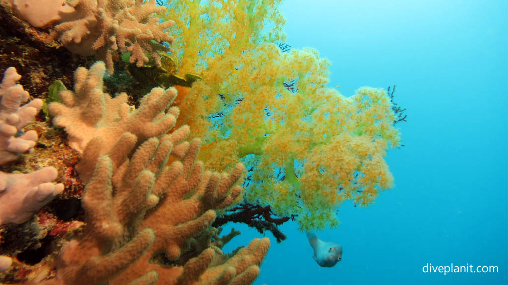 Yellow soft coral with leather coral at Northwest Reef diving Nananu-i-ra in the Fiji Islands by Diveplanit