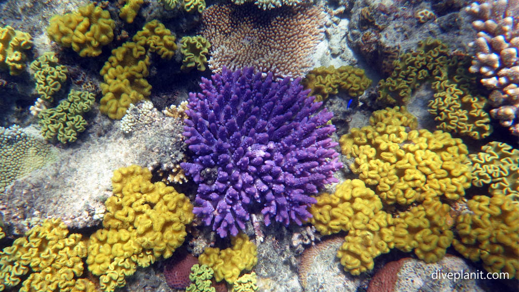 Purple acropora at Northwest Reef diving Nananu-i-ra in the Fiji Islands by Diveplanit