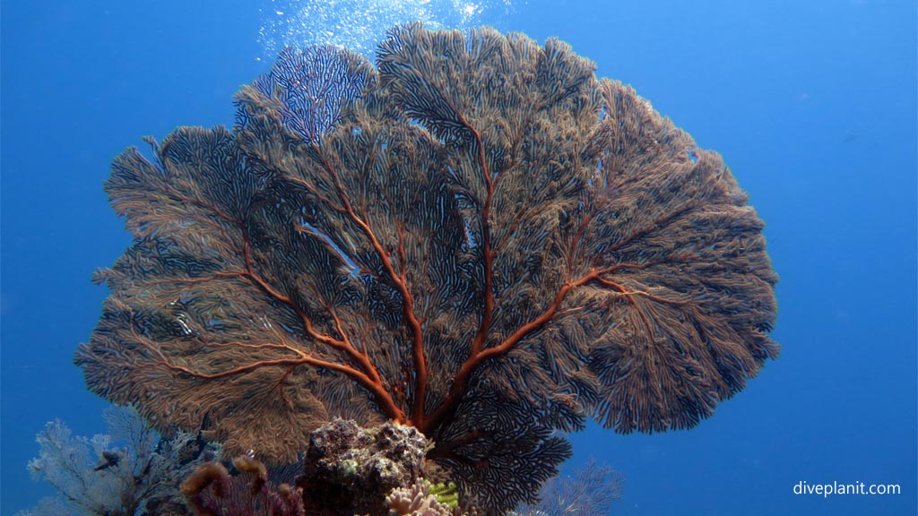 Seafan with bubbles at Three Sisters diving Vomo at Three Sisters in the Fiji Islands by Diveplanit