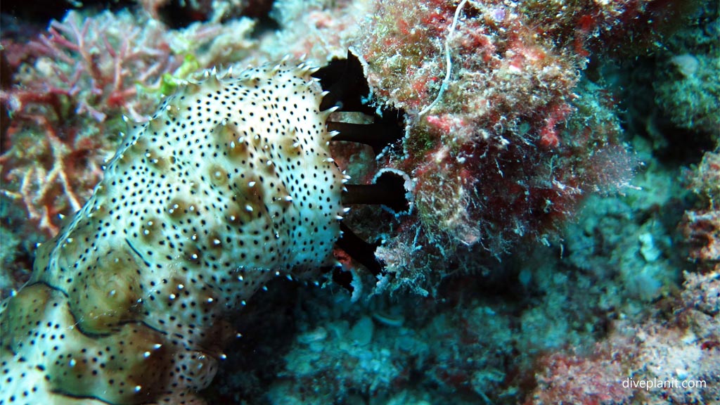 Sea cucumber up close at Three Sisters diving Vomo at Three Sisters in the Fiji Islands by Diveplanit