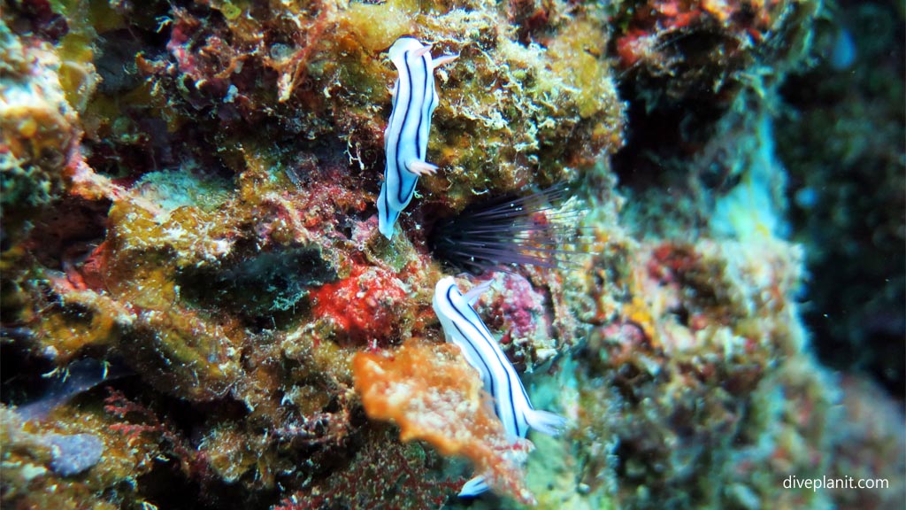 Lochs Chromodoris pair close up at Three Sisters diving Vomo at Three Sisters in the Fiji Islands by Diveplanit